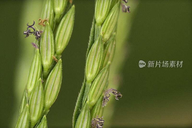 近距离观察野草