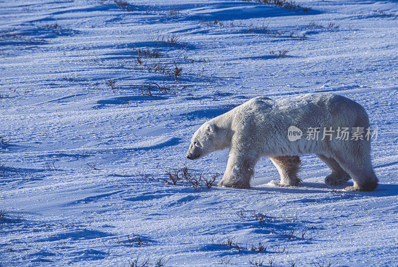 一只野生北极熊走在白雪皑皑的哈德逊湾岸边