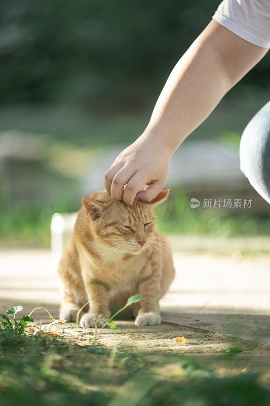 有人在抚摸一只街头小猫