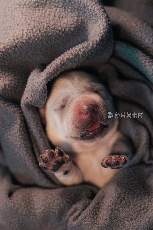 新生新生的白色拉布拉多犬睡在毯子里