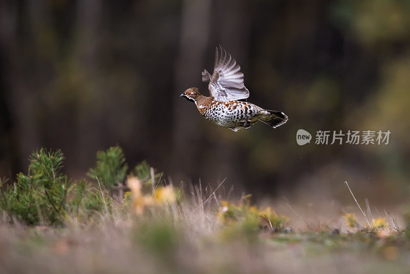 榛松鸡(榛松鸡)，榛母鸡。