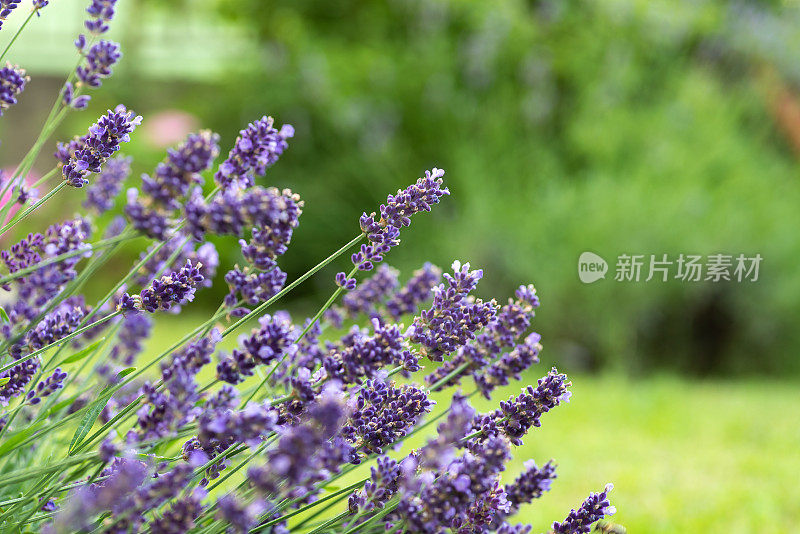 迷人的薰衣草:盛开的花朵在郁郁葱葱的绿色植物