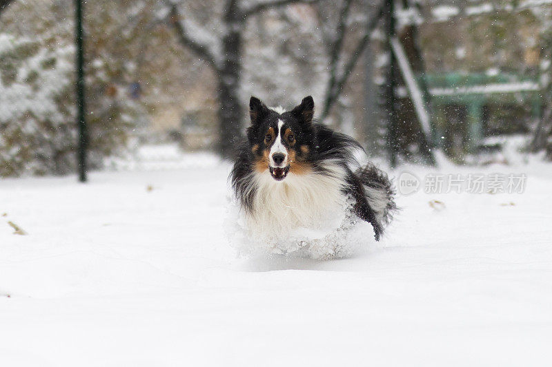 设得兰牧羊犬在雪地里玩耍