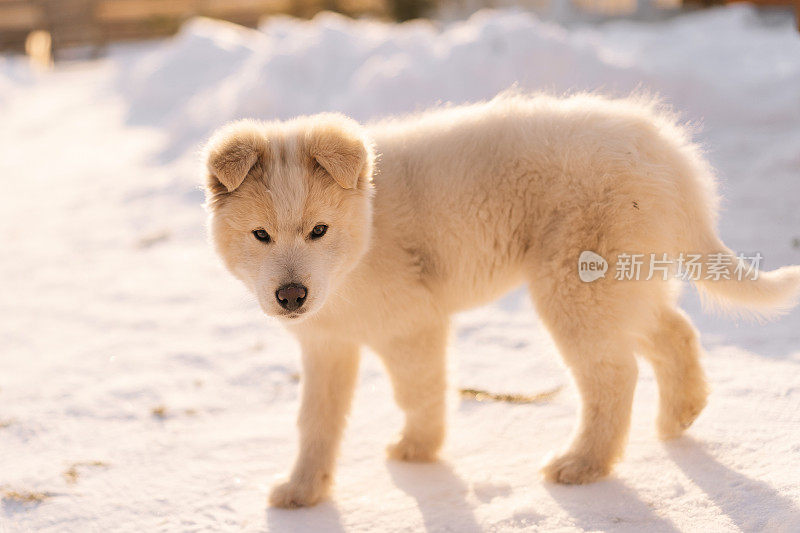 可爱的小狗狗在院子里独自走在雪地里，在外面玩冬天的游戏。白色的宠物狗在阳光明媚的日子里享受冬天在雪地里玩耍，没有人。