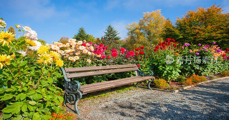 公园里大丽花花坛上的长椅