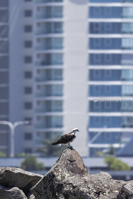 东方鱼鹰栖息在自然原生环境的岩石上，背景是住宅建筑