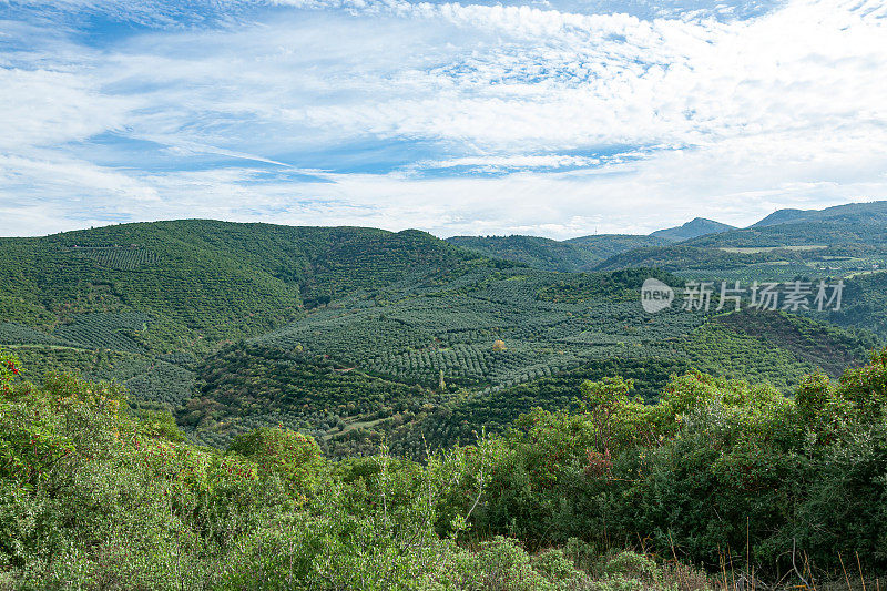 在Gemlik的橄榄园，土耳其。