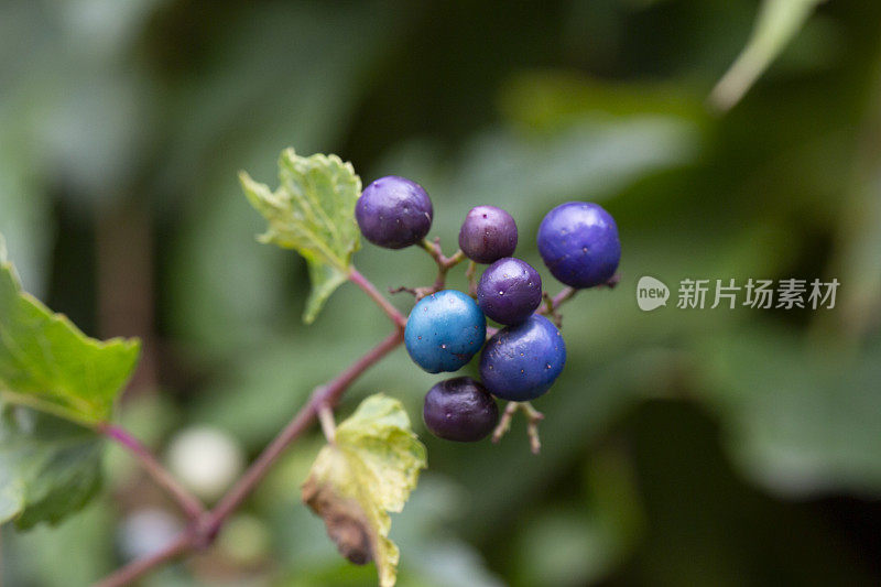 爬山虎属蛇耳藤。被称为瓷浆果，阿穆尔胡椒藤和野葡萄。另一个学名是小长柄葡萄