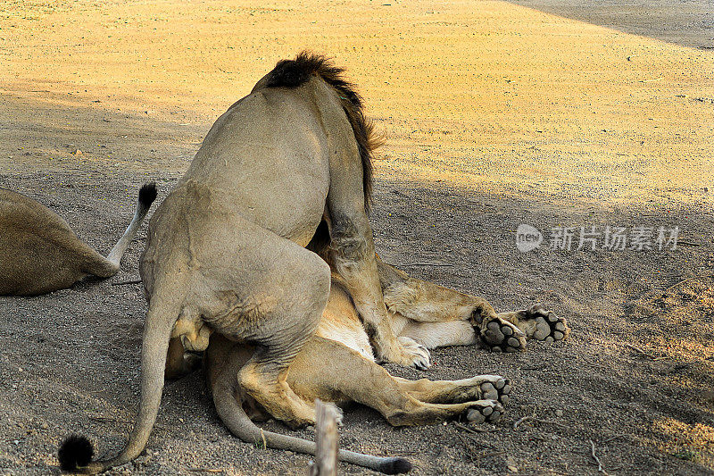 在印度古吉拉特邦的吉尔森林里，一对正在交配的狮子。狮子在野外交配。两只亚洲狮在古吉拉特邦吉尔国家公园的森林地面上交配