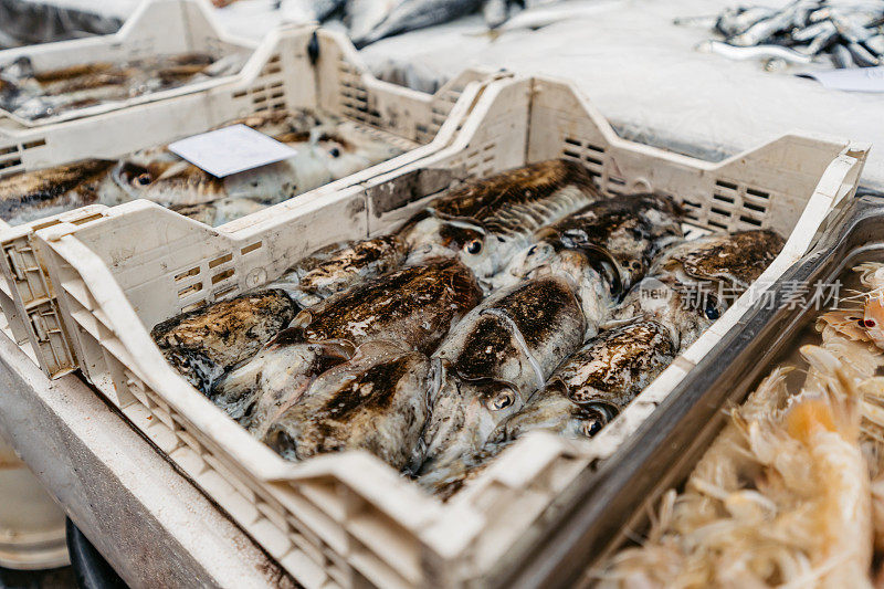 西西里岛卡塔尼亚老鱼市场出售的鱿鱼