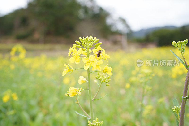 黄色的油菜花