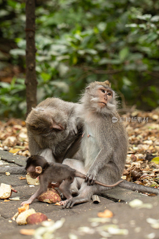 一群灵长类动物一起坐在森林里。巴厘岛乌布的猴子森林