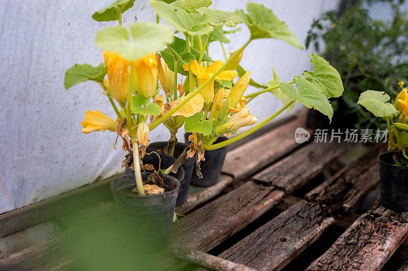 有机社区花园里塑料托盘里的西葫芦