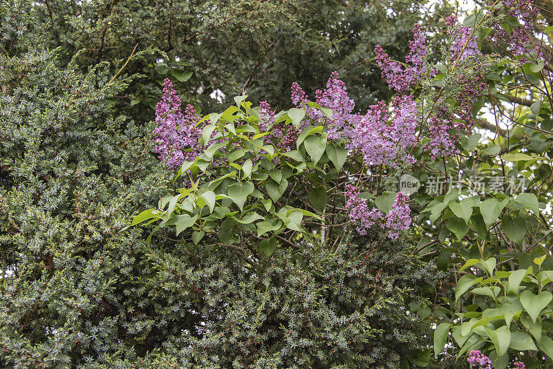 紫杉树篱里一根开花的丁香枝