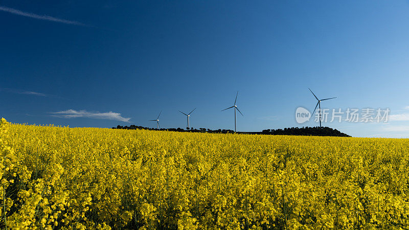 开花的油菜籽田，背景是风力涡轮机农场