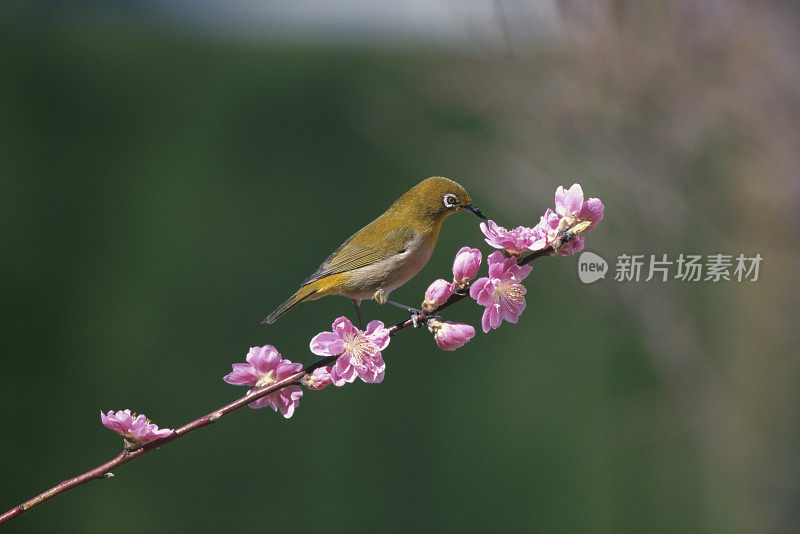 日本白眼栖息在开花的桃树枝上