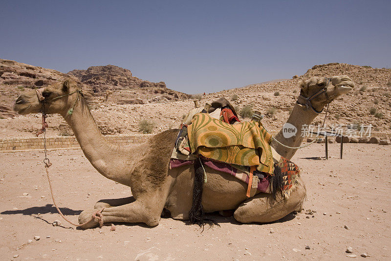约旦佩特拉沙漠的两头骆驼
