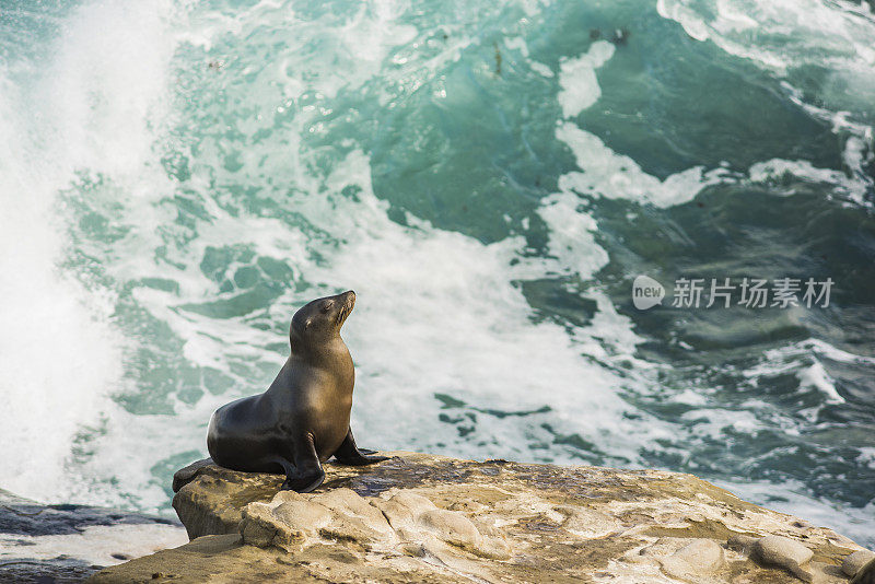 一只海狮站在悬崖上，海浪汹涌