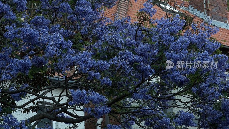 蓝花楹树拍摄4k高分辨率