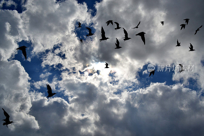 鸟儿在天空中飞翔