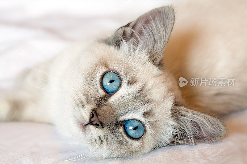 蓝眼睛的小猫