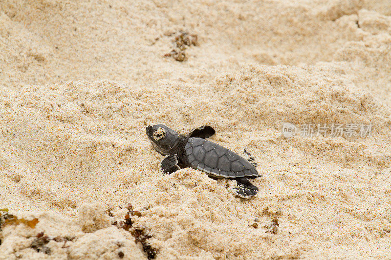 加拉帕戈斯群岛海龟
