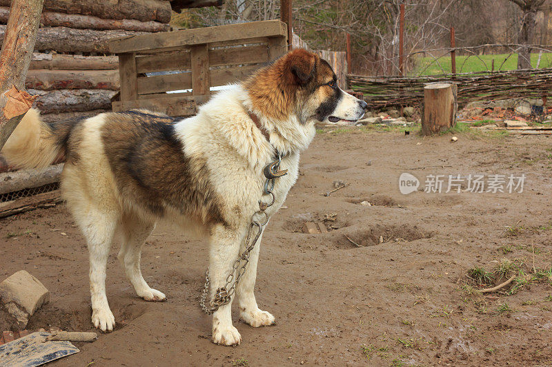 狗在院子里