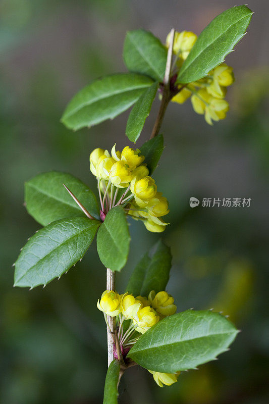 盛开的朱莉花