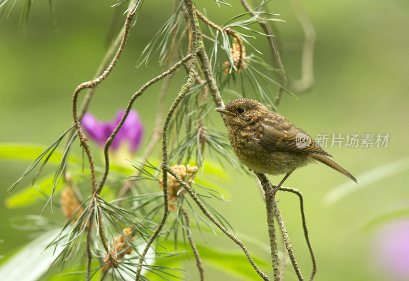 罗宾(红心rubecula)