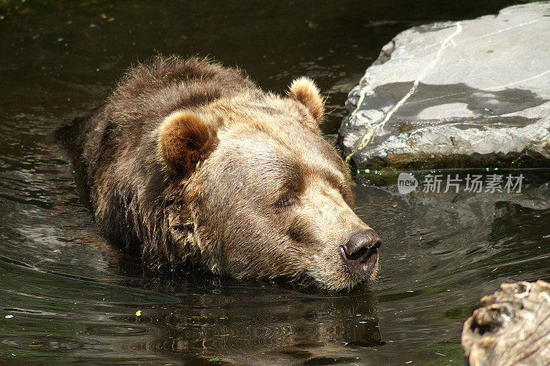 科迪亚克熊