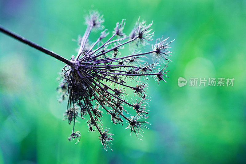 干燥的安妮女王花边野花