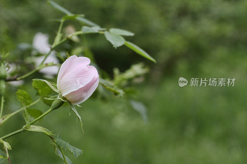 花蕾绽开淡粉色的狗蔷薇花