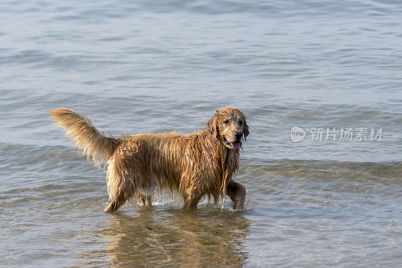 在海水中行走的金毛猎犬