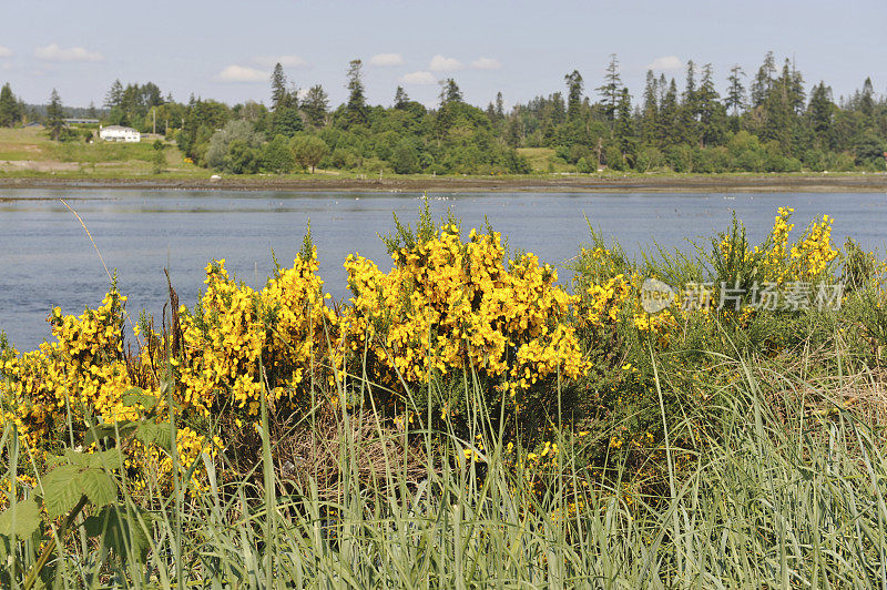 金雀花灌木生长在坎贝尔河附近，温哥华岛，加拿大