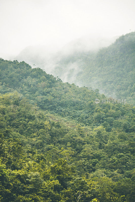 丛林山。