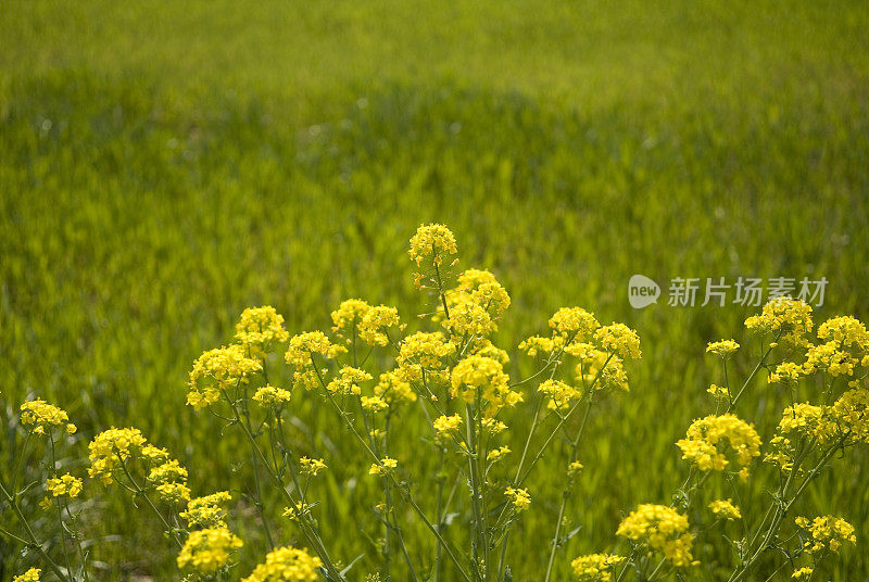 春天路边的花