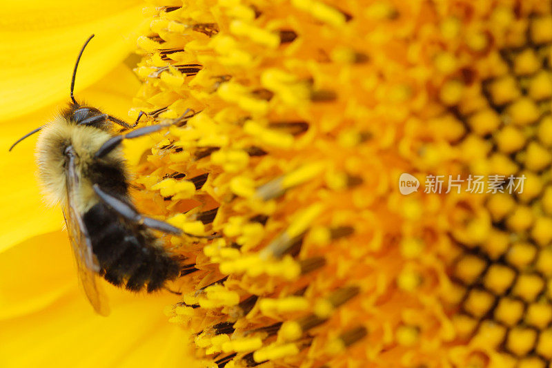 蜜蜂在给向日葵授粉。