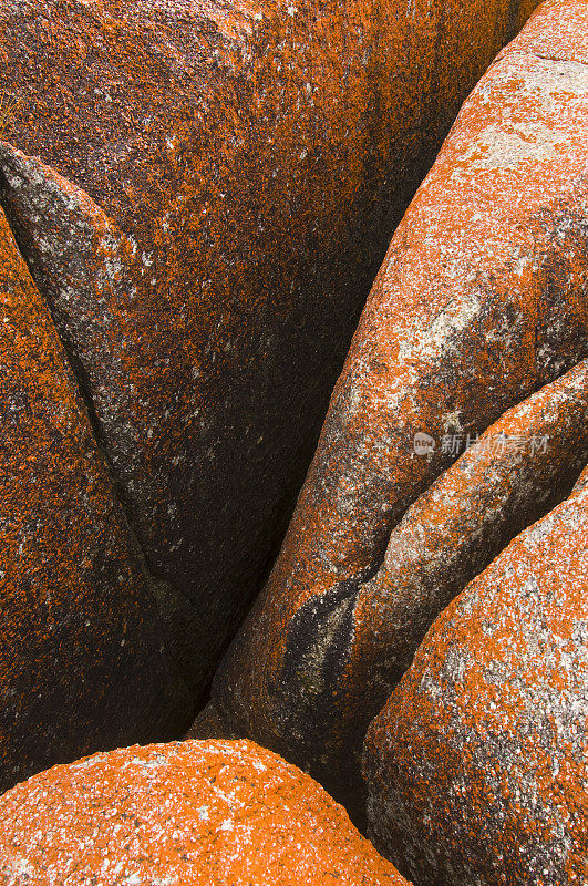 橙色藻类岩石