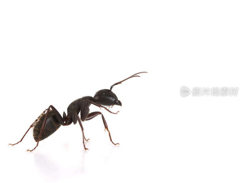 黑蚂蚁-宏