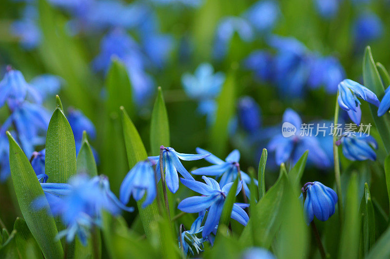 西拉西贝里卡花