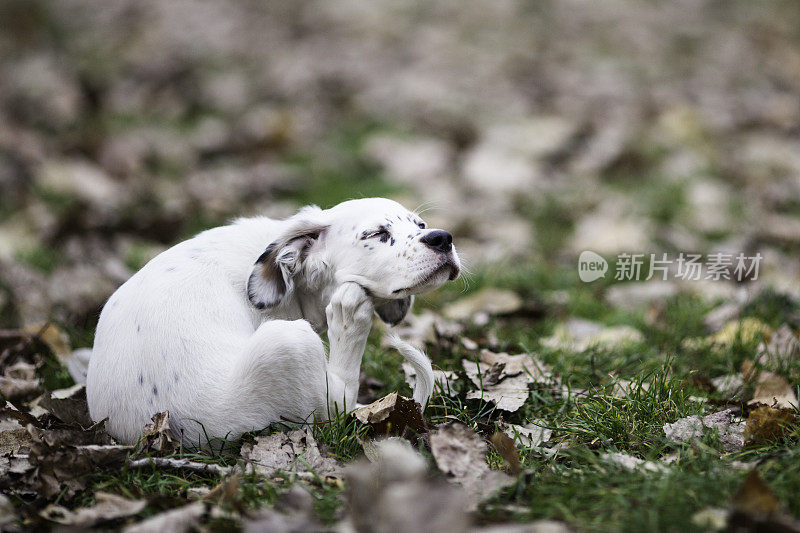 可爱的英国塞特犬小女孩抓挠