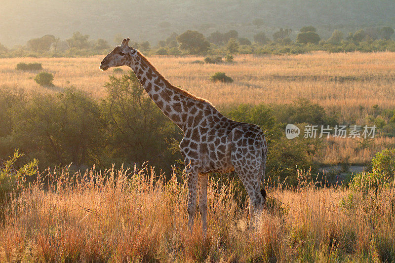 成年南方长颈鹿直立站立在开阔的非洲平原上