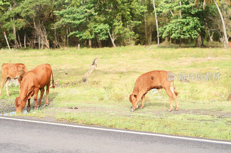 三头牛在路边吃草