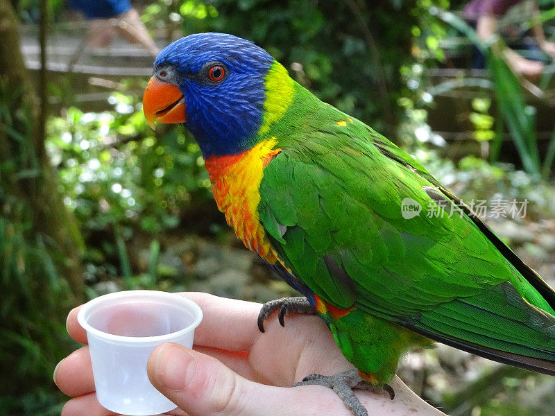 温顺的彩虹鹦鹉栖息在手边，喝花蜜