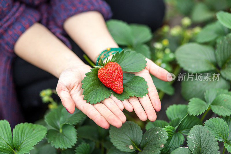 女人手上的草莓