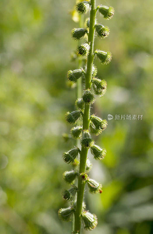 龙牙草(仙鹤草)