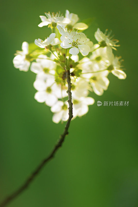 樱花在绿色背景下，选择性聚焦