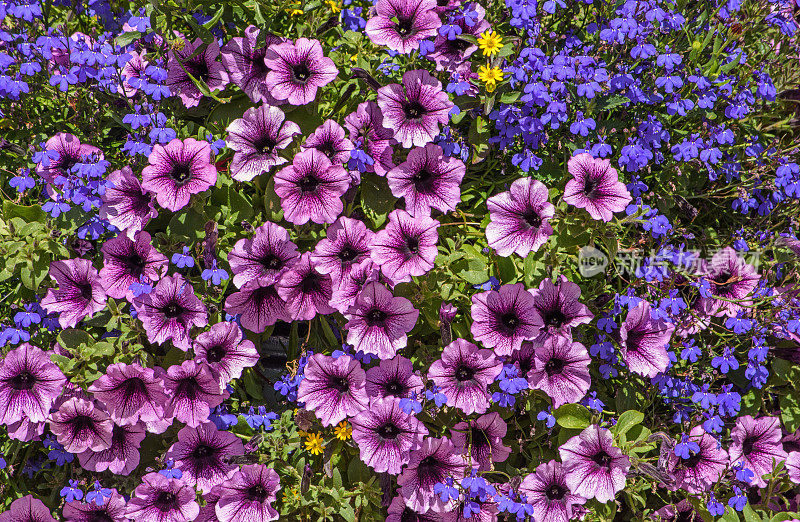 紫牵牛花和蓝半边莲