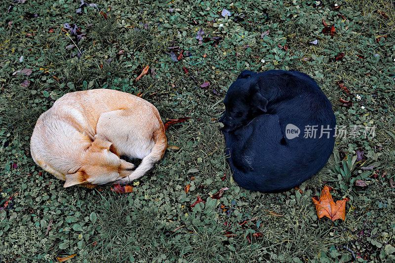 两条被遗弃的狗睡在草地上