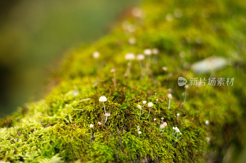 苔藓中的真菌